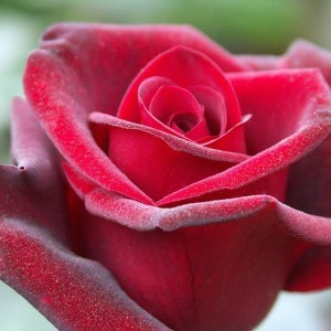 Саженец чайно-гибридной розы Гранд гала