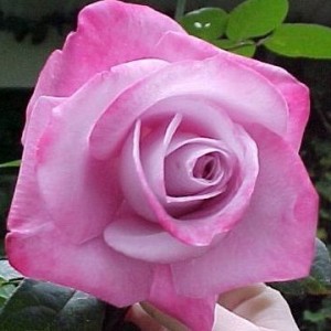 Саженец чайно-гибридной розы Пинк Парадайз