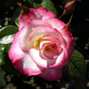 Саженец плетистой розы Хендель