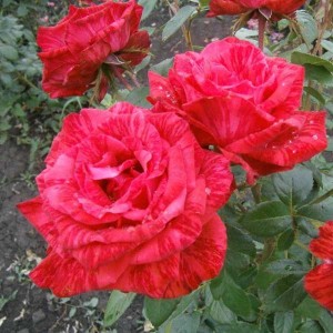 Роза Ред Интуишн(чайно-гибридная)