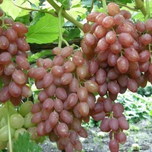 Саженец винограда Катавба - Кишмиш (Поздний/Розовый)
