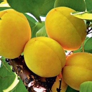 Абрикос Кичигинский