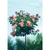 Саженцы штамбовой розы (3 шт. ) Роза Априкола
