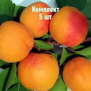 Комплект 5шт / Абрикос Буревестник