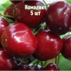 Комплект 5шт / Черешня Бархатная: фото и описание