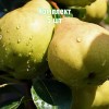 Комплект 5шт / Груша Августовская роса: фото и описание