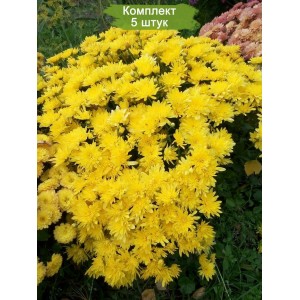 Саженцы хризантемы мультифлора - Бранкроун №11 (Brancrown №11) -  5 шт.