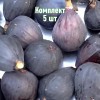 Комплект 5шт / Инжир Черный принц: фото и описание
