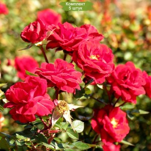 Саженцы кустовой розы Эльмшорн (Elmshorn) -  5 шт.