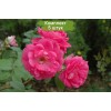 Саженцы канадской розы Моден Сентенниал (Morden Centennial) -  5 шт.