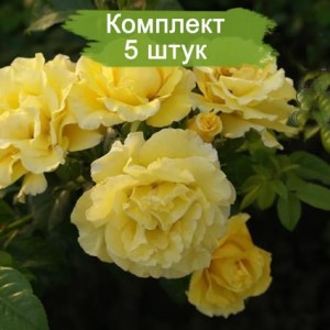 Саженцы плетистой розы Золотой Олимп (Goldener Olymp) -  5 шт.