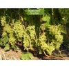Саженцы винограда Алешенькин (Ранний/Белый) -  5 шт.: фото и описание