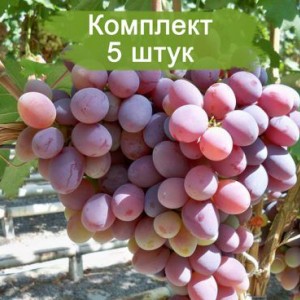 Саженцы винограда Атаман (Поздний/Красный) -  5 шт.