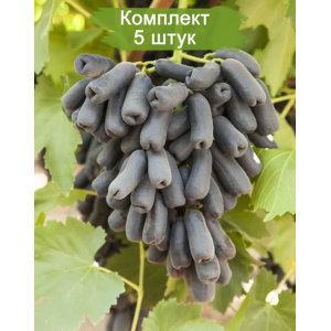 Саженцы винограда Аватар (Средний/Черный) -  5 шт.