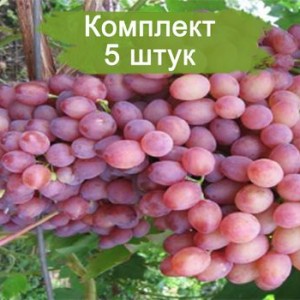 Саженцы винограда К-М Находка - Кишмиш (Ранний/Красный) -  5 шт.