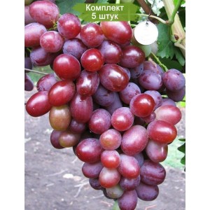 Саженцы винограда Подарок Ирине (Средний/Розовый) -  5 шт.
