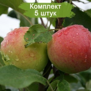 Саженцы яблони Мантет (Mantet) -  5 шт.