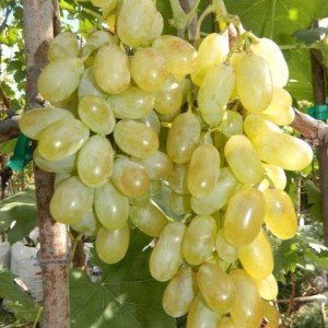 Саженец винограда Хусайне (Дамские пальчики) (Средний/Белый)