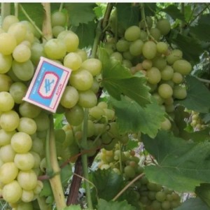 Виноград Золотинка