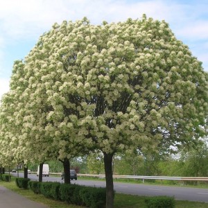 Ясень Белый (60-100 см)